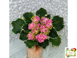 МТ-Яблочные Облака (М. Тотиева) 2023 г.