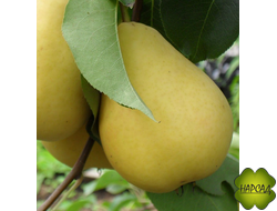 ГРУША "ЛАДА" (самая ранняя, саженец 3 года)