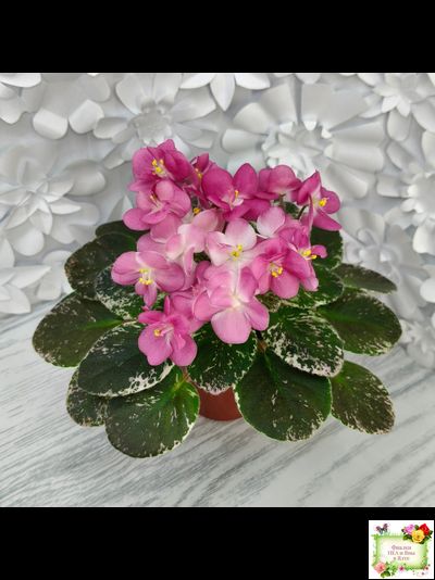 ML-Мама Ирочка (Miniviolets Lux) 2023 г.