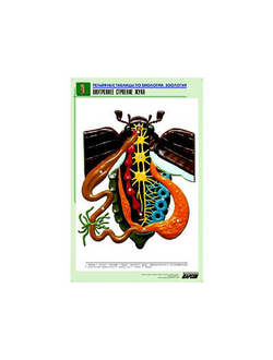 Рельефная таблица "Внутреннее строение жука" (формат А1, матовое ламинир.)