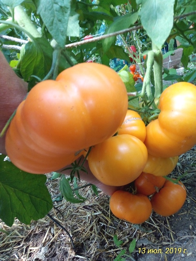 Томат Большой  желтый  амишей (Large Yellow Amish)