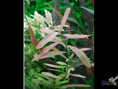 Гигрофила многосеменная (пучок)