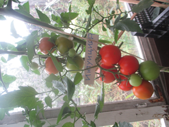 Томат "Интуиция F1" . Замечательный сорт со стабильно высоким урожаем. Размер и консистенция плодов идеальная для консервирования и заготовок.