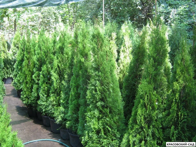 Туя Смарагд - Smaragd 2 метра