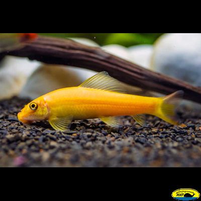 Геринохейлиус желтый