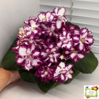 ВаТ-Волшебная Сказка (Т.Валькова) 2019 г.