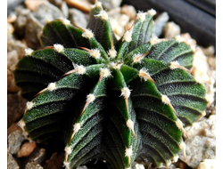 Gymnocalycium friedrichii v.moserianum VoS-014а (D=25mm) 10 ribs