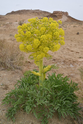 Асафетида (Ferula assa-foetida) 1гр - 100% натуральное эфирное масло