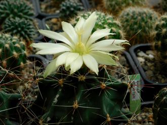 Hamatocactus hamatocanthus (D=20мм)
