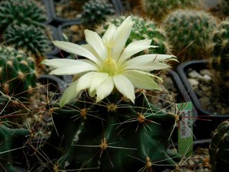 Hamatocactus hamatocanthus (семена)