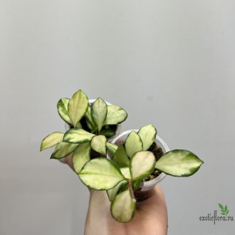 27/07/2025 Hoya Heuschkeliana Variegated