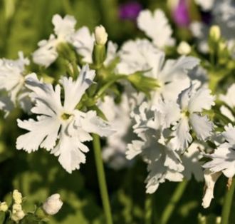 Primula sieboldii Queen of White