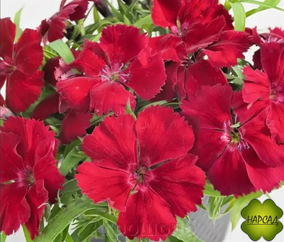 ГВОЗДИКА В АССОРТИМЕНТЕ