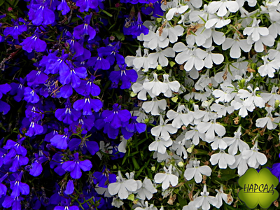 ЛОБЕЛИЯ 10 ШТ (ПЫШНОЦВЕТУЩАЯ, НЕПРИХОТЛИВАЯ)