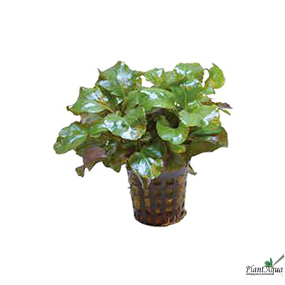 Лобелия волнистая (горшок)