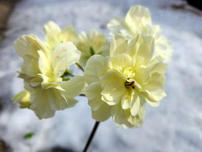 Пеларгония Lara Valma