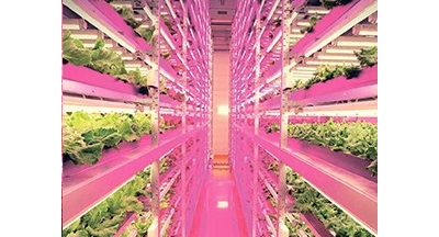 Светодиодный фитосветильник СПБ-T8-ФИТО 8ВТ 230В IP40 600ММ для роста растений.