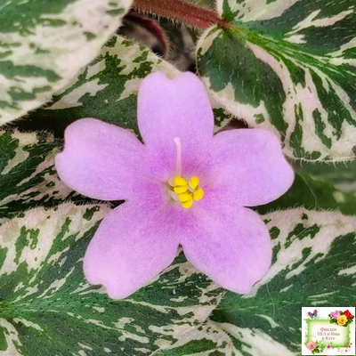 Adeara (P. Tracey) (3975) 06/02/1980 трейлер