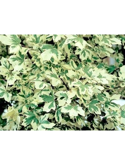 Клён полевой Carnival