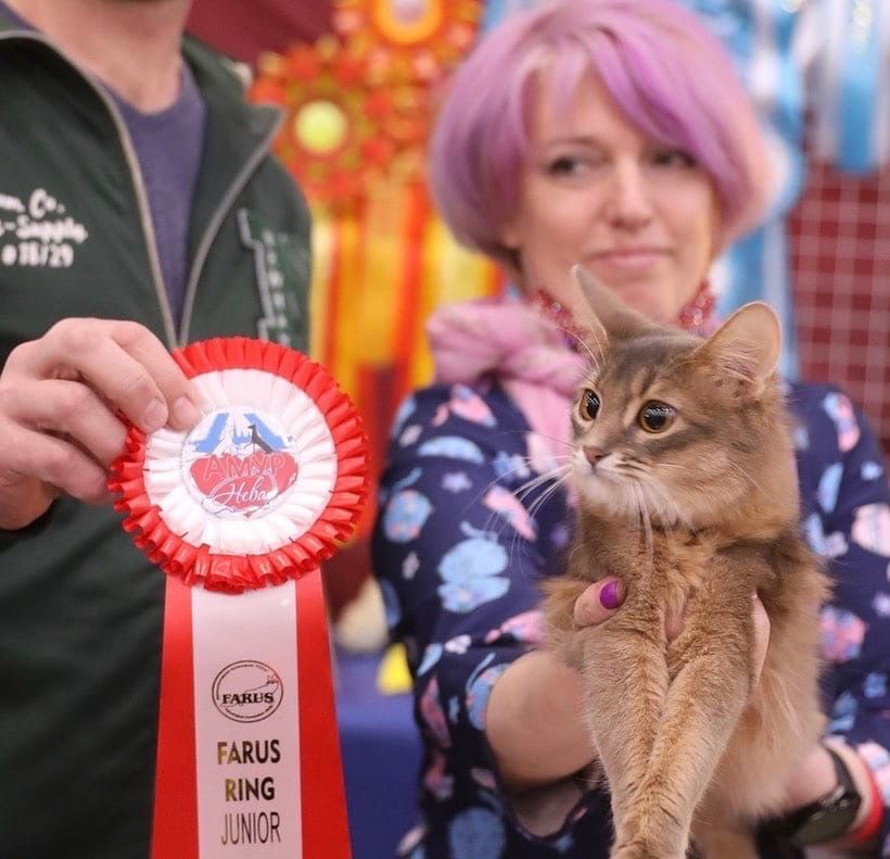 Сомалийская кошка на выставке кошек