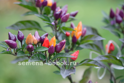 Перец острый  Bolivian Rainbow, 10 шт