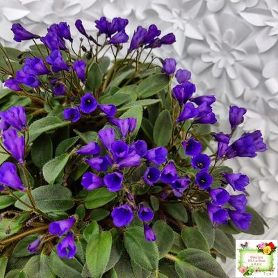 Vallarta Campanas Moradas (G.Beck) трейлер