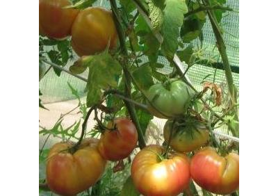 Томат Большая радуга (Big Rainbow, США)