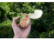 Мандарин зеленый (Citrus reticulata) Грузия, 5 мл - 100% натуральное эфирное масло
