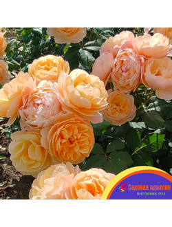 Роальд Даль (Roald Dahl)