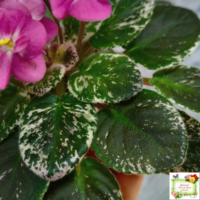 ML-Мама Ирочка (Miniviolets Lux) 2023 г.