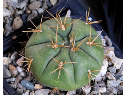 Gymnocalycium bruchii v. niveum VG 536