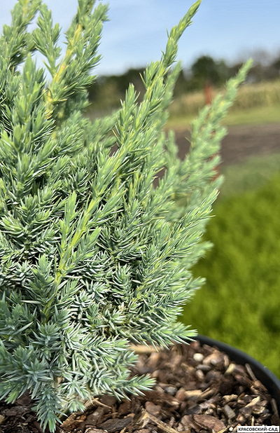 Можжевельник чешуйчатый Мейери Компакта - Meyeri Compacta