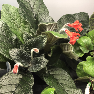 Синнингия Owlsee Red Hot