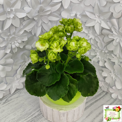 Irish Flirt (S.Sorano) (Айриш Флирт) 11/07/91