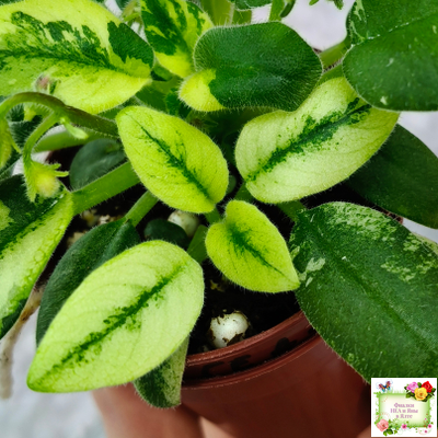 ГЕА-Я Подарю Вам Ландыши химера по листу трейлер