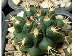 Gymnocalycium bruchii v. niveum VG 536