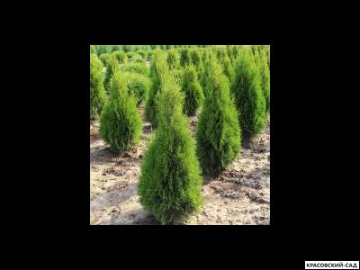 Туя Хурикейн - Hurricane