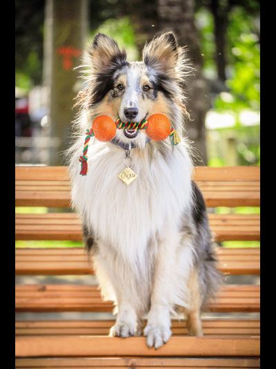 Doglike Гантель большая (Белый канат)