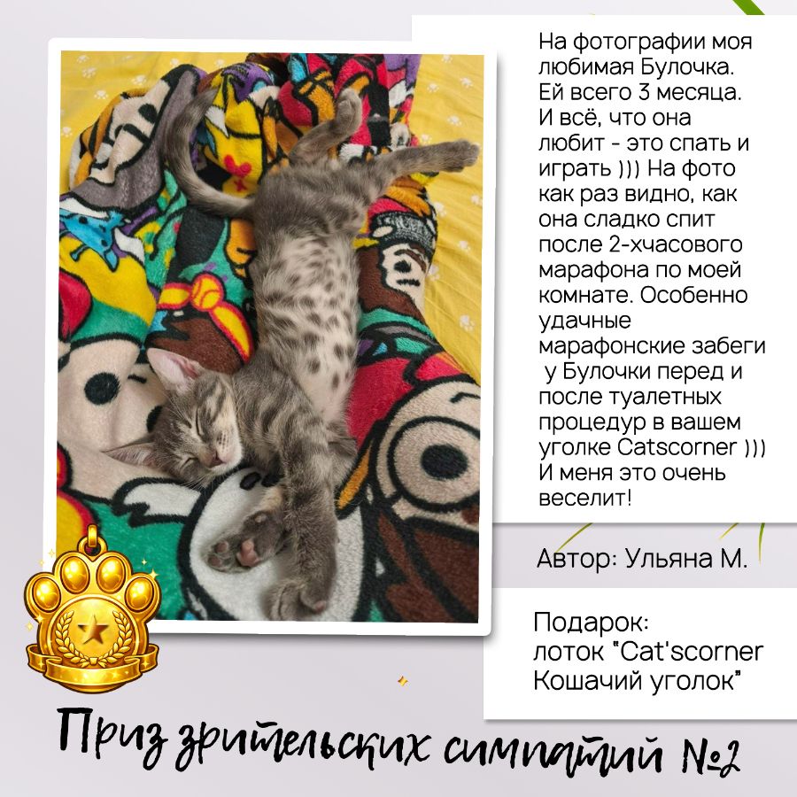 Дополнительный приз в конкурсе "Cat'scorner Кошачий уголок" на самое смешное фото котика