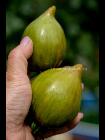 Томат Алискино Сердце, 10 шт