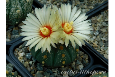 Astrophytum asterias f. Rio Grande City