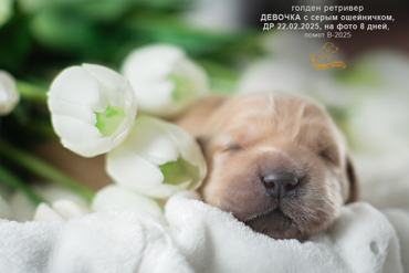 Девочка с СЕРЫМ ошейничком, 8 дней