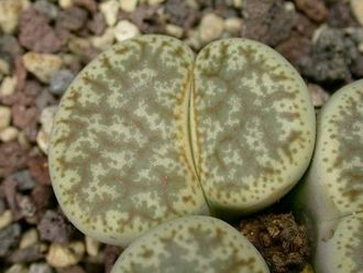 Lithops pseudotruncatella (syn.alpina) C381 - 10 семян