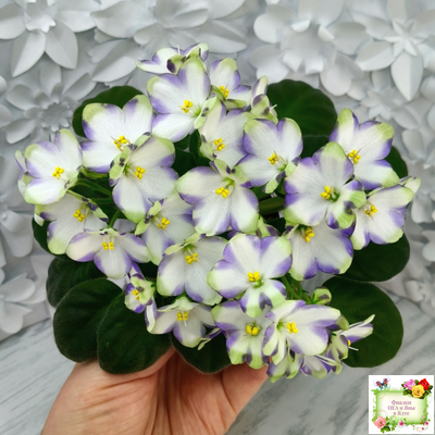 Марина Цветаева (А.Басенина) 2017 г. химера (сорт укоренённый пасынок)