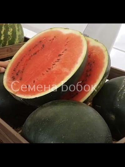 Арбуз Мулат F1, 5 шт