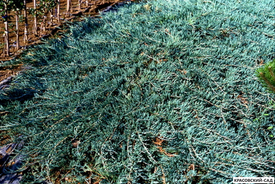 Можжевельник Глаука - Glauca