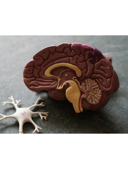 Микрополяризация головного мозга