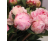 Пион - Peony в ассортименте