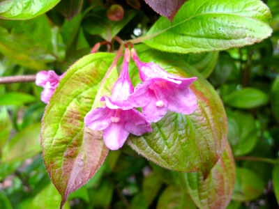 Вейгела Wings of Fire