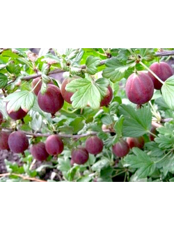 Крыжовник Неслуховский